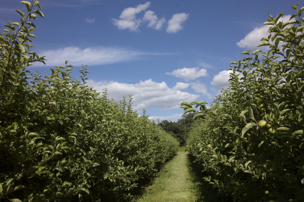 Champs d'arbres fruitier