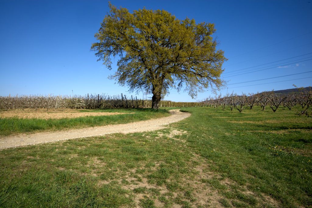 Chemin de Chasselay